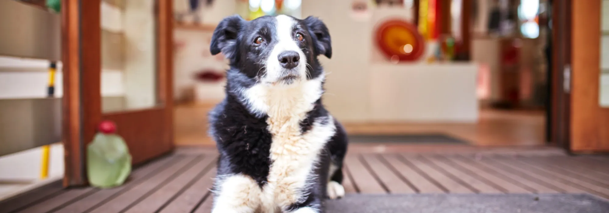 Pet Friendly — Visit Mornington Peninsula.